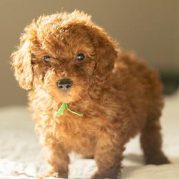 Duke - Red  male Goldendoodle puppy in Lincoln, Nebraska from Daisy Doodles