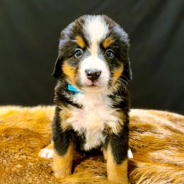 Penny - Black rust and white female Bernese Mountain Dog puppy in Alabama from Dogwood Creek Bernese