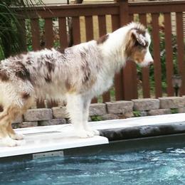 Canon - Australian Shepherd