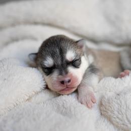 Siberian Husky Puppies from North River Siberians