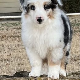 Miniature American Shepherd Puppies from Rikashay Kennels