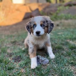 Indi - Blue merle female Miniature Australian Shepherd puppy in Shingletown, California from Whiskeytown Aussies
