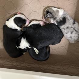 Miniature Australian Shepherd Puppies from Mill Creek Miniature Australian Shepherd