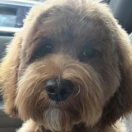 Graham - Goldendoodle