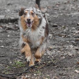 Miniature Australian Shepherd and Toy Australian Shepherd All Grown Up from Tinker Toy Aussies & Minis