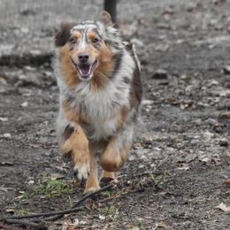 Miniature Australian Shepherd and Toy Australian Shepherd All Grown Up from Tinker Toy Aussies & Minis