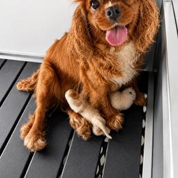 Aussiedoodle, Bernedoodle, Cavapoo, Goldendoodle, and Newfypoo Puppies from Haaspawz