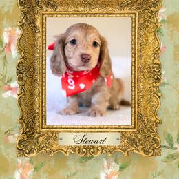 Dachshund Puppies from Vibrant Eyes Doxies