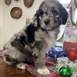 Bobby - Blue merle male Toy Australian Shepherd puppy in La Grande, Oregon from Larsen's Toy Aussies