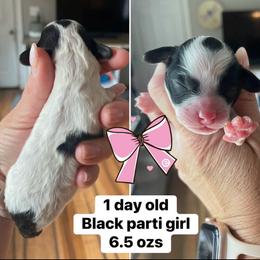 Girl 3 - Black and white female Cavapoo puppy in Mc Connellsburg, Pennsylvania from Mumma’s Standard Poodles