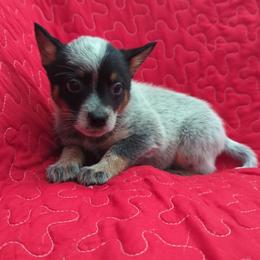Silo - Blue speckled male Australian Cattle Dog puppy in Texarkana, Texas from Red Desert Australian Cattle Dogs