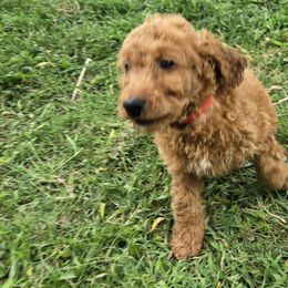 Goldendoodles from Miriam Williams