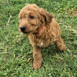 Goldendoodles from Miriam Williams