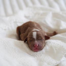 Blaze - Red  male Goldendoodle puppy in Vancouver, Washington from Blissful Doodles
