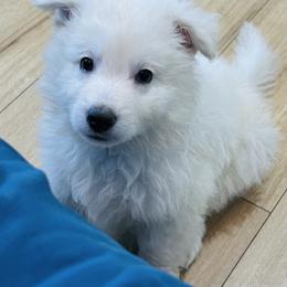 Berger Blanc Suisse Puppies from Moonlight Berger Blanc Suisses
