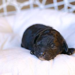 Yellow collar - Black female Poodle puppy in Edmond, Oklahoma from The Redbud Roost