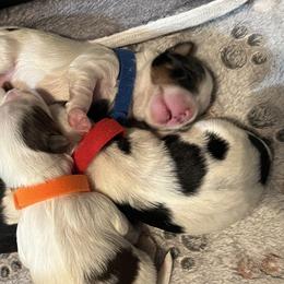 Biewer Terriers from Moonshadow Biewer Terriers