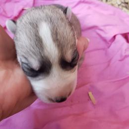 Honey - Gray and white female Siberian Husky puppy in Mccool Junction, Nebraska from Sininger Lagoon