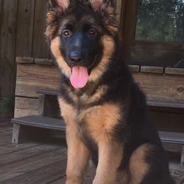 German Shepherd Puppies from Goldkuste German Shepherds
