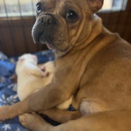 French Bulldog and Pembroke Welsh Corgi Puppies from The Grooming Barn LLC/ Wet Dog Ranch