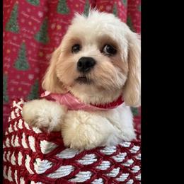 Black collar - Cream male Lhasa Apso puppy in Port Royal, Virginia from Hearth and Hound Family Farms