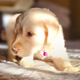 Goldendoodle Puppies from Lucky's Doodlez