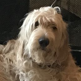 Charlie - Goldendoodle