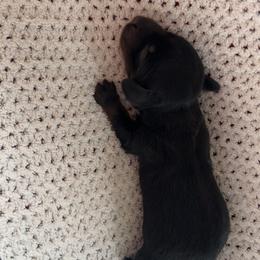 Everest - Black and tan female Dachshund puppy in Lumberton, Mississippi from Doris’ Darlin Doxies & Doodles