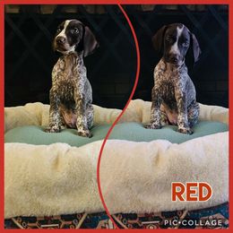 Red - Liver male German Shorthaired Pointer puppy in Arkadelphia, Arkansas from Concordia