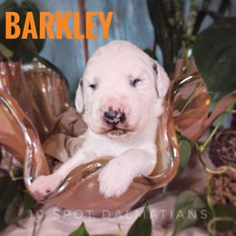 Barkley- orange - White and black male Dalmatian puppy in Altoona, Iowa from 10 Spot Dalmatians