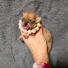Romeo - Fawn male Chihuahua puppy in Ligonier, Indiana from Country Charm Chihuahuas