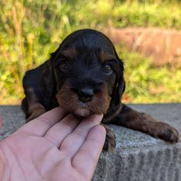 Harvest - Black and tan male Cavapoo puppy in Coshocton, Ohio from Forever Family Puppies
