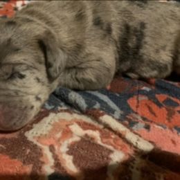 Minnie - Merle female Great Dane puppy in Somerset, Ohio from Quarter Creek Danes