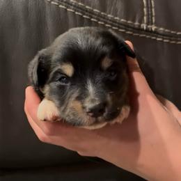 Bandit - Black tri male Miniature Australian Shepherd puppy in North Lakeport, California from Wild Rose Ranch