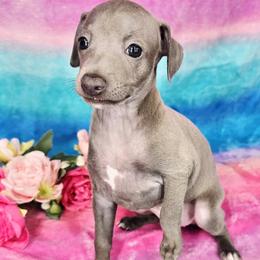 TwinkleToes - Blue female Italian Greyhound puppy in Cadwell, Georgia from All The DoDa Day Italian Greyhounds