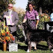 Borzoi All Grown Up from Kelcorov