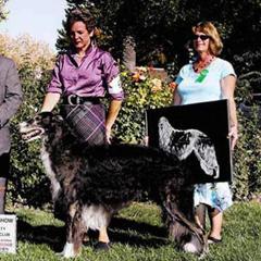 Borzoi All Grown Up from Kelcorov