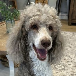 Goldendoodles and Poodles from Doodles by the Dam