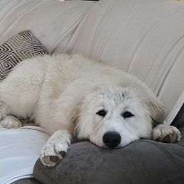 Nellie - Great Pyrenees