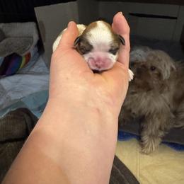 Boy 1 - Cream and white male Shih Tzu puppy in Augusta, Maine from Zulas Shih Tzu of Maine