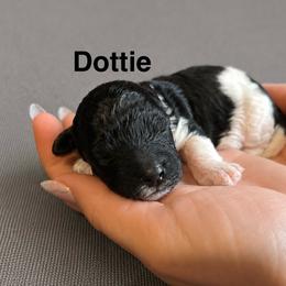 Dottie - Parti female Poodle puppy in Ardmore, Oklahoma from The Poodles of Green Acres