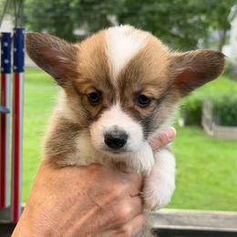 Freedom - Sable female Pembroke Welsh Corgi puppy in Nevada, Iowa from Rogers AKC Corgis of Iowa.