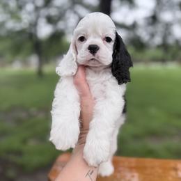 Girl 1 solid white ear - Black and white female Cocker Spaniel puppy in Texas from Sisu Cockers