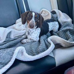 Rosie - Dachshund