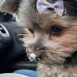 Yorkshire Terriers from Lil Country Gems Yorkies