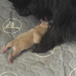 Golden - Cream male Pomeranian puppy in Cheektowaga, New York from Buffalo Pomeranians 716