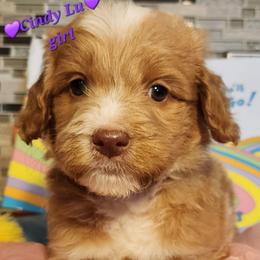 Cindy Lou - Dr Suess Litter - Caramel red female Labradoodle puppy in Phelan, California from Family Doodles