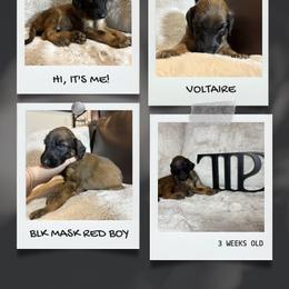 VOLTAIRE - Red male Afghan Hound puppy in Micanopy, Florida from Fortuna Farms