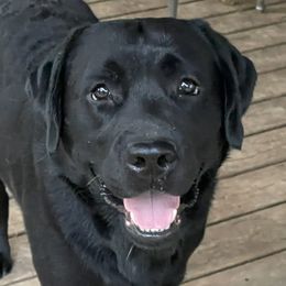Bubba - Labrador Retriever