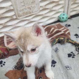 Siberian Husky Puppies from Spirit of the Moon Siberians